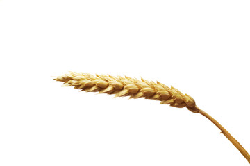 Wheat ear isolated on white