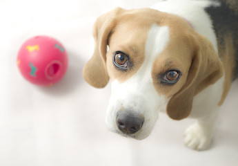 beagle con pelota