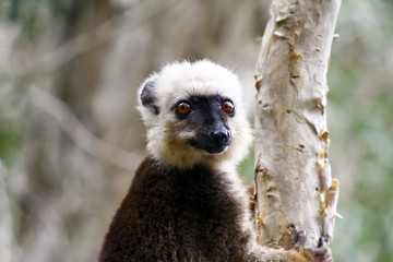 White-fronted brown lemur (Eulemur fulvus albifrons)