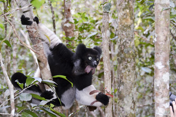 Indri, the largest lemur of Madagascar