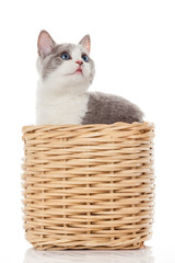 Obraz na płótnie Canvas British kitten in box. cute kitten on white background