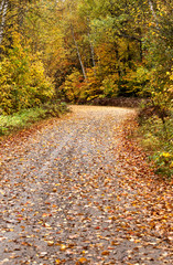 Autumn Colors and road