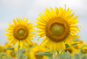 Fototapeta premium sunflower