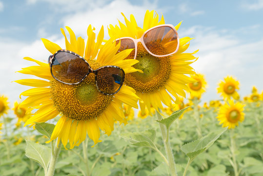 Cute Sunflower Ware Glasses