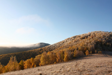 autumn forest and meadowland