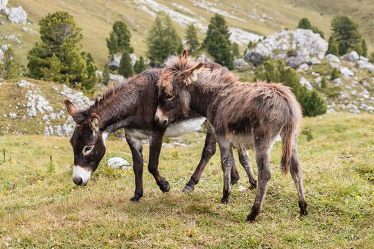 donkey with foal grazing