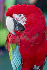 Obraz premium Closeup Red and Green macaw , Thailand