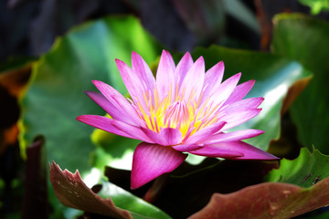 Beautiful pink water lily blooming in the lake