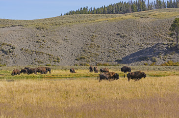Fototapeta na wymiar Bison on the Grasslands in the American West