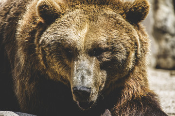 Fototapeta premium wildlife, Spanish powerful brown bear, huge and strong wild ani