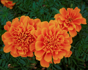 marigold flowers, natural background