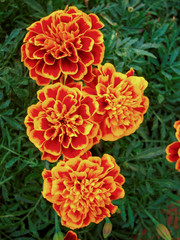 marigold flowers, natural background