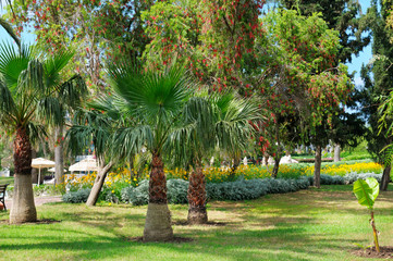tropical palm trees and green lawn
