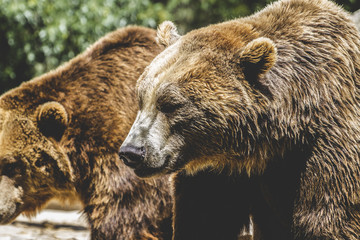 Fototapeta na wymiar danger, beautiful and furry brown bear, mammal