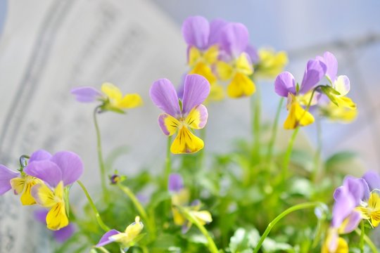 4 最適な 神戸ビオラ 画像 ストック写真 ベクター Adobe Stock 4 最適な 神戸ビオラ 画像 ストック写真 ベクター Adobe Stock