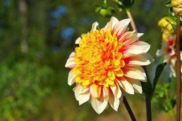 Dahlie Polka - Dahlia Polka 02