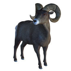 Horn Sheep