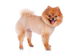 Fototapeta na wymiar pomeranian dog brown short hair