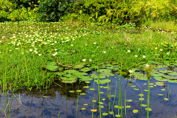 Obraz na płótnie Canvas Water pond