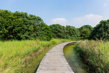 Wooden path in forest