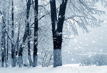 Winter nature, alley in park