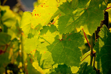 Grape leaves on the vine