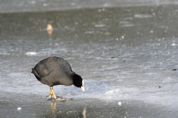 Foulque macroule (fulica atra)