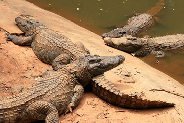 Crocodile in the nature