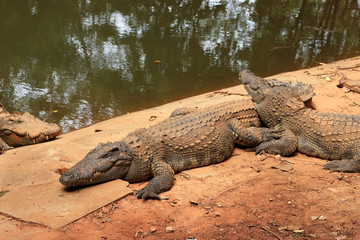 Crocodile in the nature