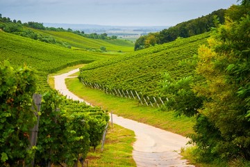 Hungarian vineyards © avirid