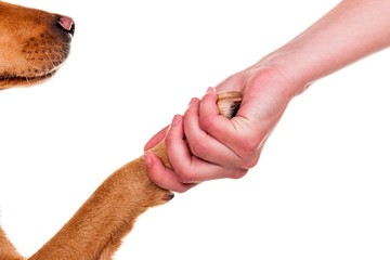 Dog paw and human hand doing handshake, over white background