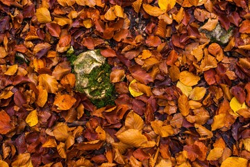 Autumn Wet Leaves with Rock at Forest