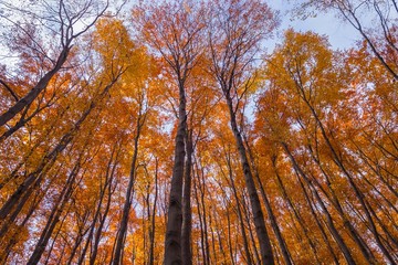 Towering Trees in Autumn at Bakony, Hungary