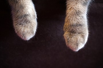 Cat's furry legs on black background