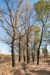 Fototapeta premium Autumn forest