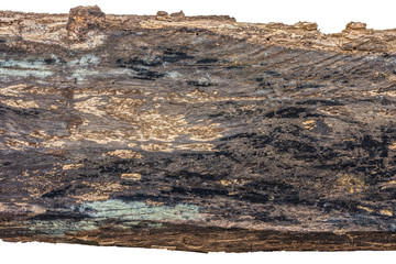 Wood timber decay isolated on white background
