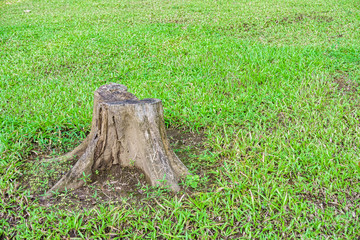 Tree stump in the green forest