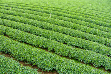 The herb tea plant or Camellia sinensis field