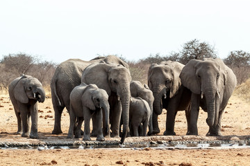 Obraz na płótnie Canvas A herd of African elephants drinking at a muddy waterhole