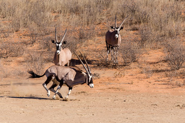 Gemsbok, Oryx gazella running