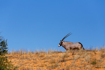 Gemsbok, Oryx gazella on sand dune