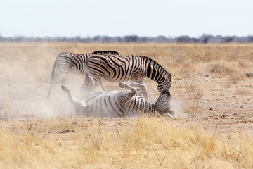 Naklejka na ściany i meble Zebra rolling on dusty white sand