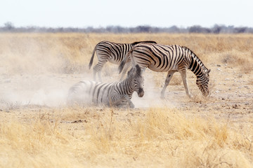 Fototapeta na wymiar Zebra rolling on dusty white sand