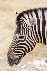 Fototapeta na wymiar Zebra portrait. Burchell's zebra, Equus quagga burchellii.