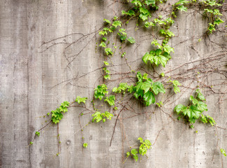 Lush green vines growing on side of weathered old concrete wall