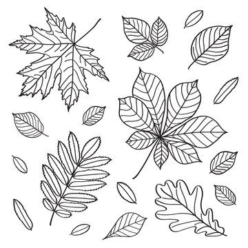 Set of images of leaves of different trees.