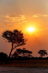 Fototapeta na wymiar African sunset with tree in front