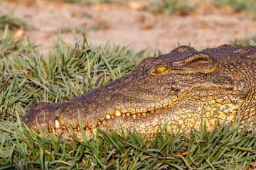 Obraz premium Portrait of a Nile Crocodile