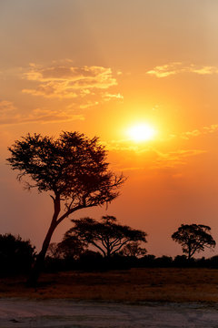 Fototapeta African sunset with tree in front