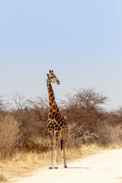 adult giraffe on the road